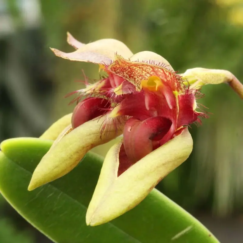 Bulbophyllum pingtungense