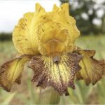 Iris du pack iris intermédiaire