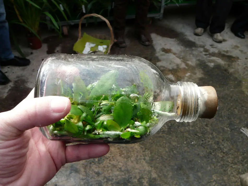 La reproduction des orchidées