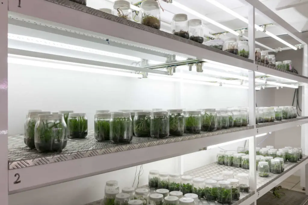 Laboratoire de culture in vitro des orchidées