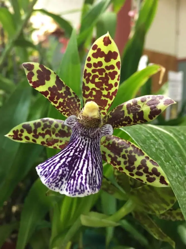 Pépinières Orchidées Vacherot