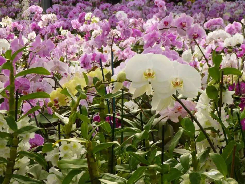 Les Orchidées Vacherot