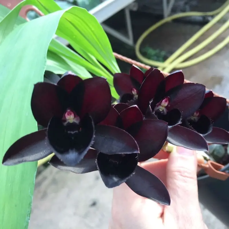 Pépinières Orchidées Vacherot