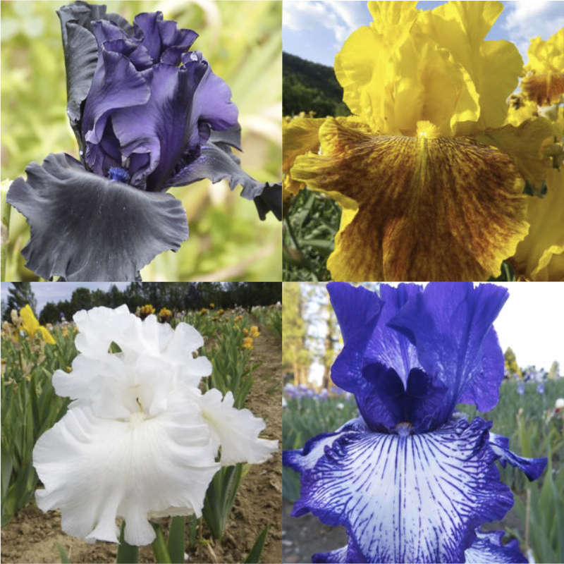 Noir Barbu Iris 10 Graines été Belle Fleur Pour Votre Jardin Livraison gratuite