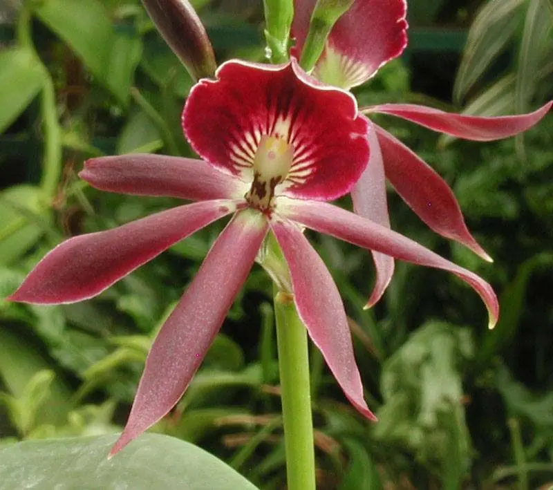 Pépinières Orchidées Vacherot