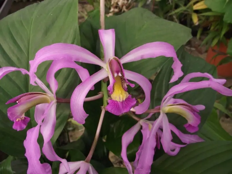 Pépinières Orchidées Vacherot