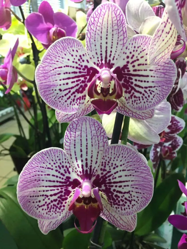 Phalaenopsis des Pépinières Vacherot