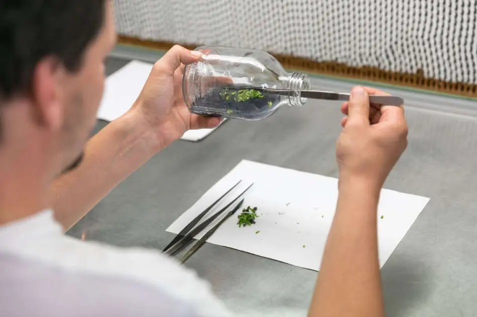 Reproduction des orchidees