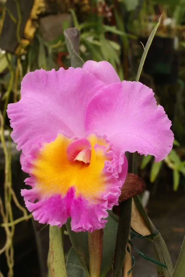 Rhyncholaeliocattleya triumphal coronation
