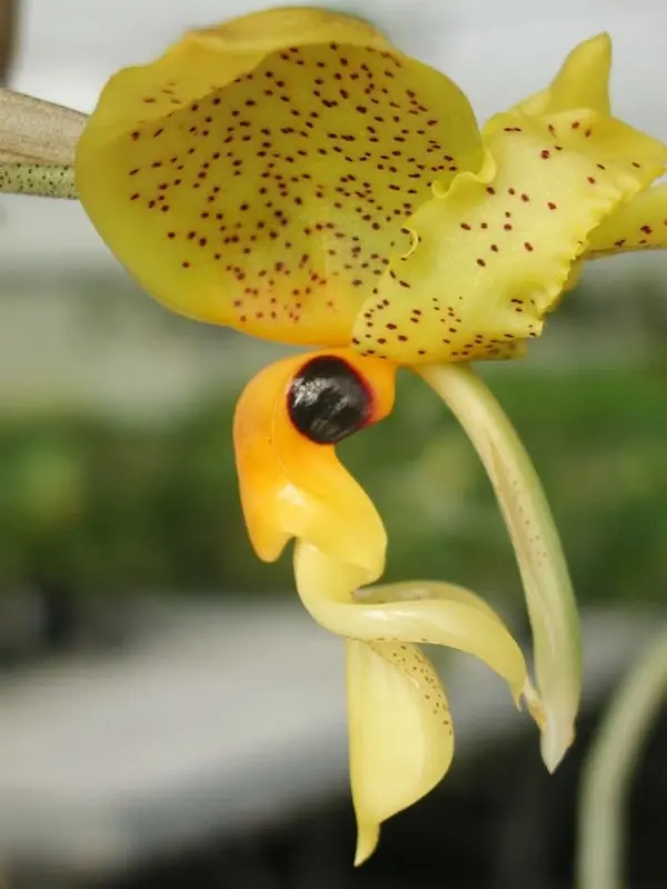 Stanhopea oculata