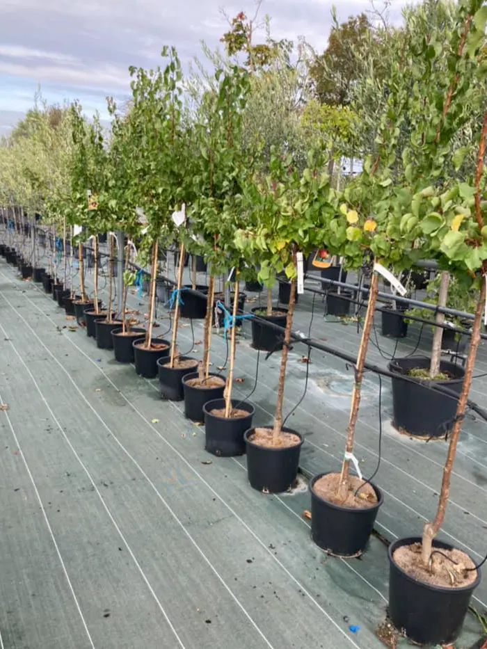 L'espace p&eacute;pini&egrave;re de la P&eacute;pini&egrave;re Melquior