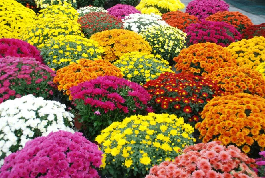 Les chrysanthèmes du Temps des Fleurs