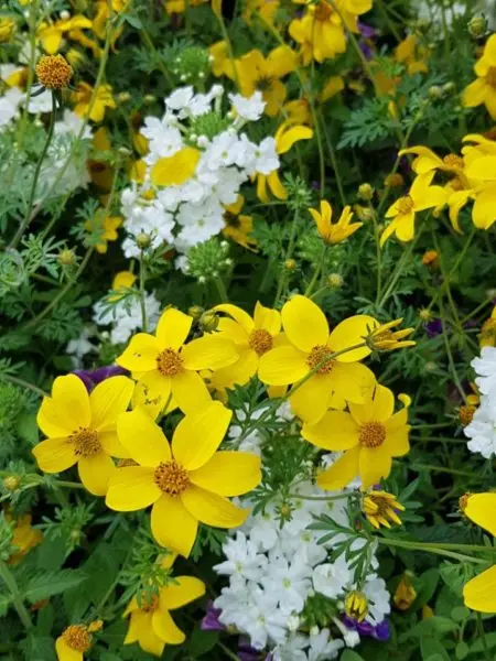 Les plantes du Temps des Fleurs