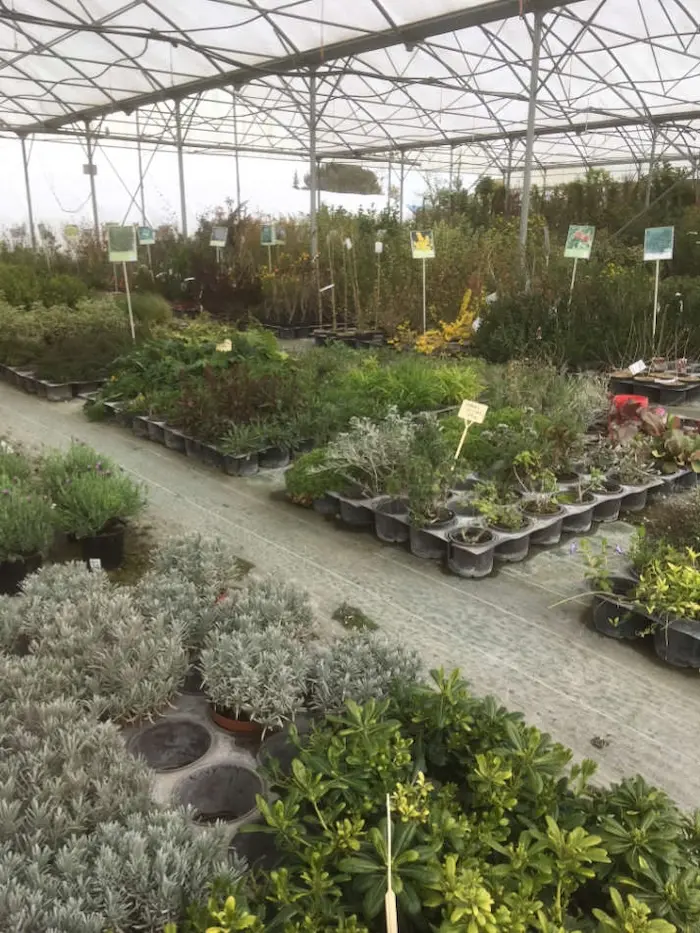 Les v&eacute;g&eacute;taux de la P&eacute;pini&egrave;re Melquior