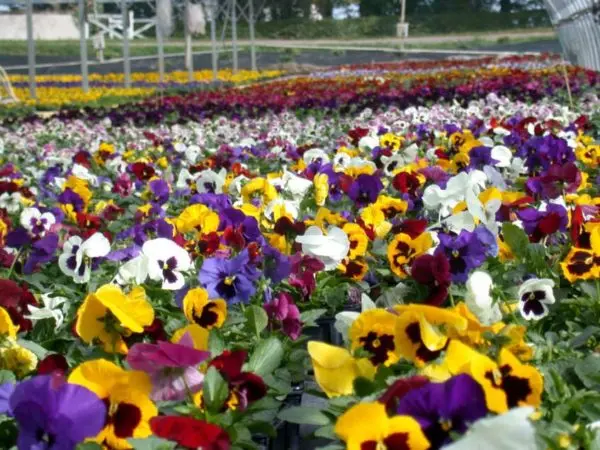 Les pensées du Temps des Fleurs