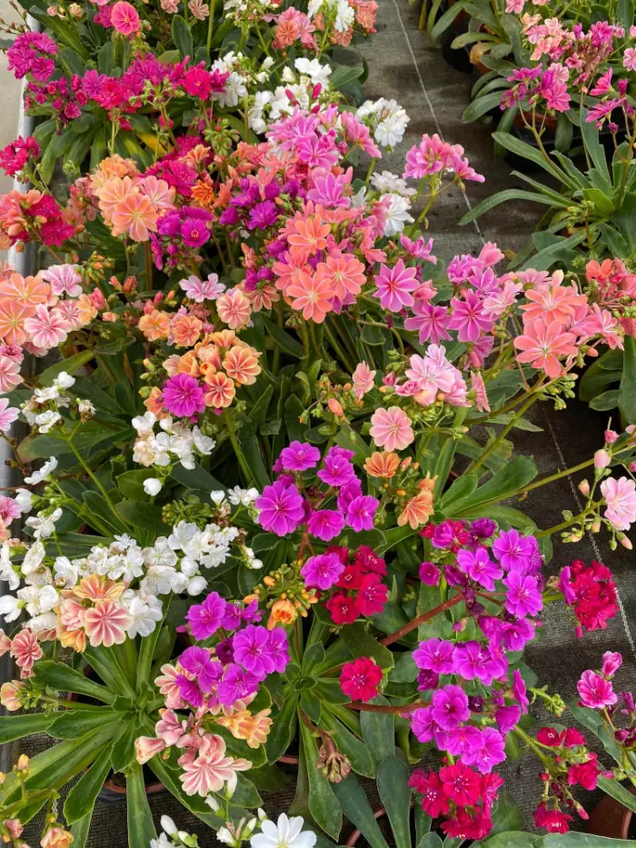 Les plantes fleuries de la P&eacute;pini&egrave;re Melquior