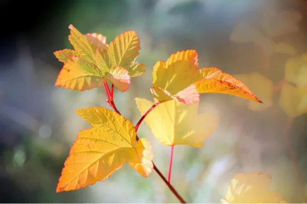 Pépinière Melquior