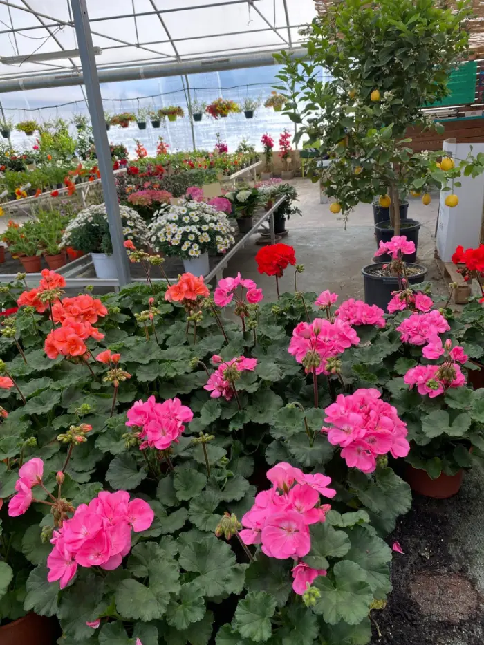 Les plantes fleuries de la P&eacute;pini&egrave;re Melquior