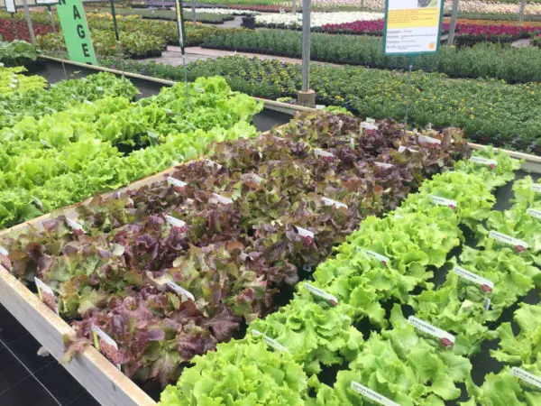 Les plants potagers du Temps des Fleurs