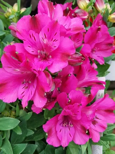 Les plantes du Temps des Fleurs