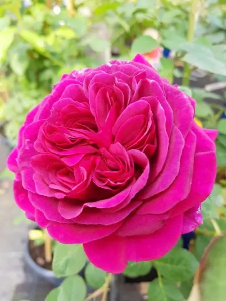 Les roses du Temps des Fleurs