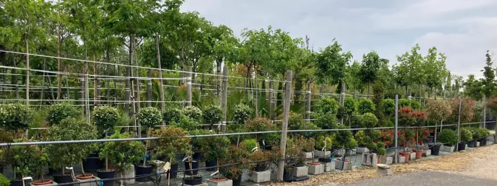 Les v&eacute;g&eacute;taux de la P&eacute;pini&egrave;re Melquior