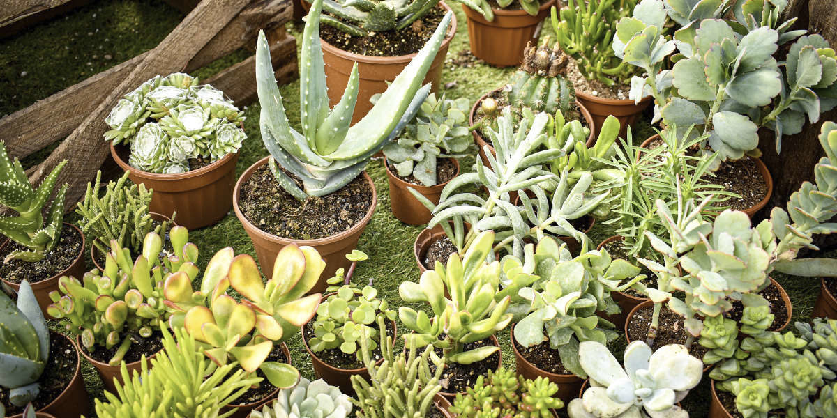 Les succulentes : des plantes étonnantes, faciles et décoratives