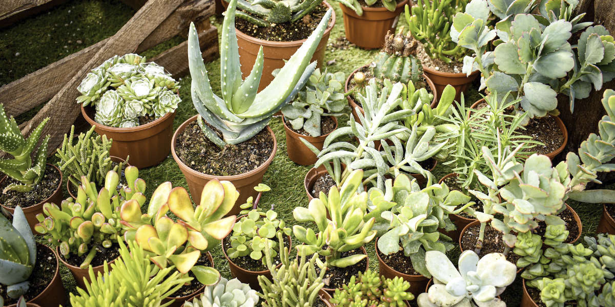 Terreau pour cactus et succulentes