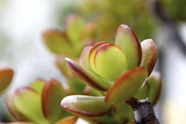 Plante succulente Crassula