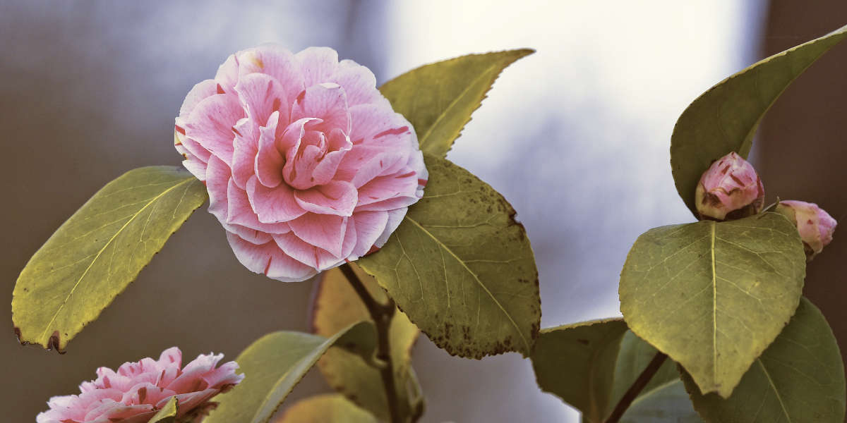 Le camélia du Japon ou Camellia Japonica : plantation, conseils et variétés