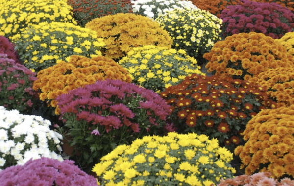 Les chrysanthèmes : un festival de couleurs au coeur de l’automne !