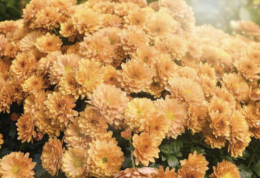 Chrysanthèmes des fleuristes