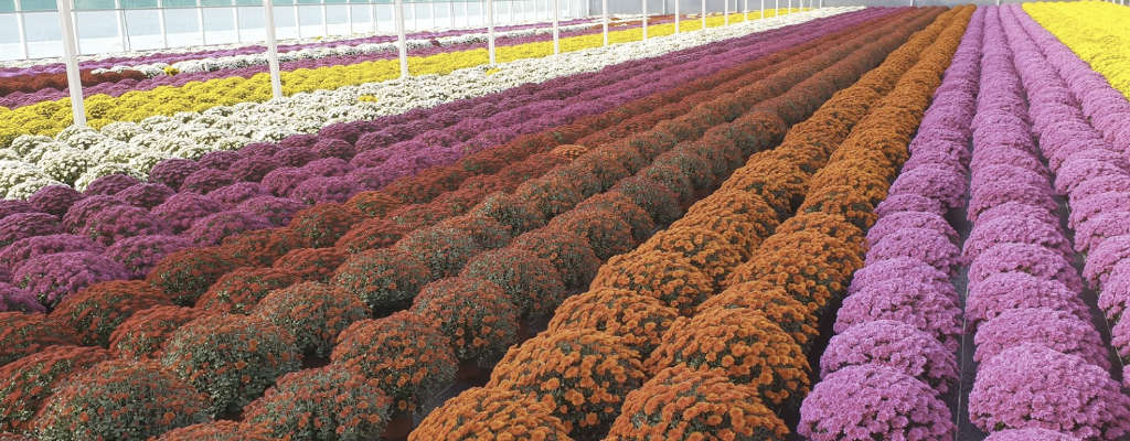 Production de chrysanthèmes