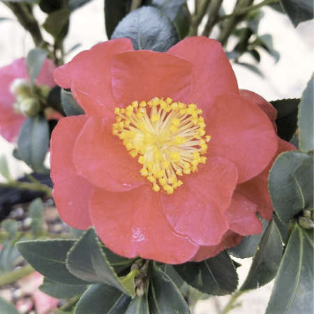 Camellia Sasanqua Yuletide