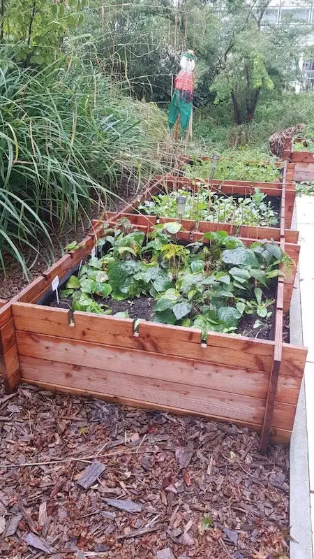 Carré Potager Le Petit Pousseur