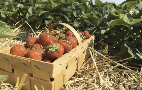 Comment bien cultiver les fraisiers
