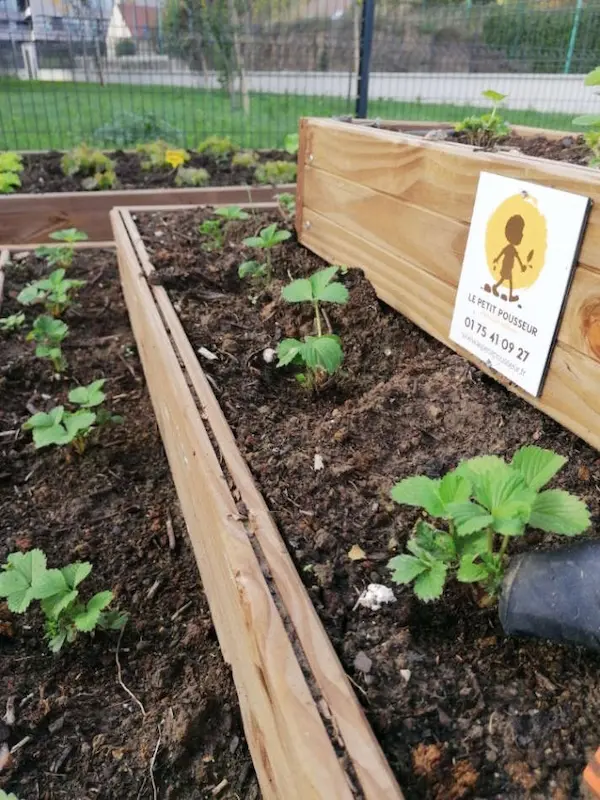 Carré Potager Le Petit Pousseur
