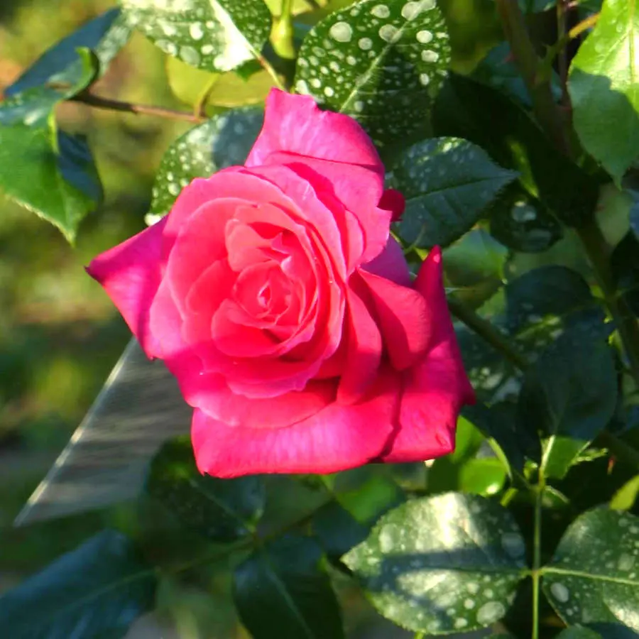 Les rosiers d'Au Panier Fleuri