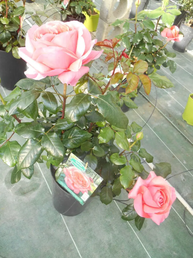 Les rosiers d'Au Panier Fleuri