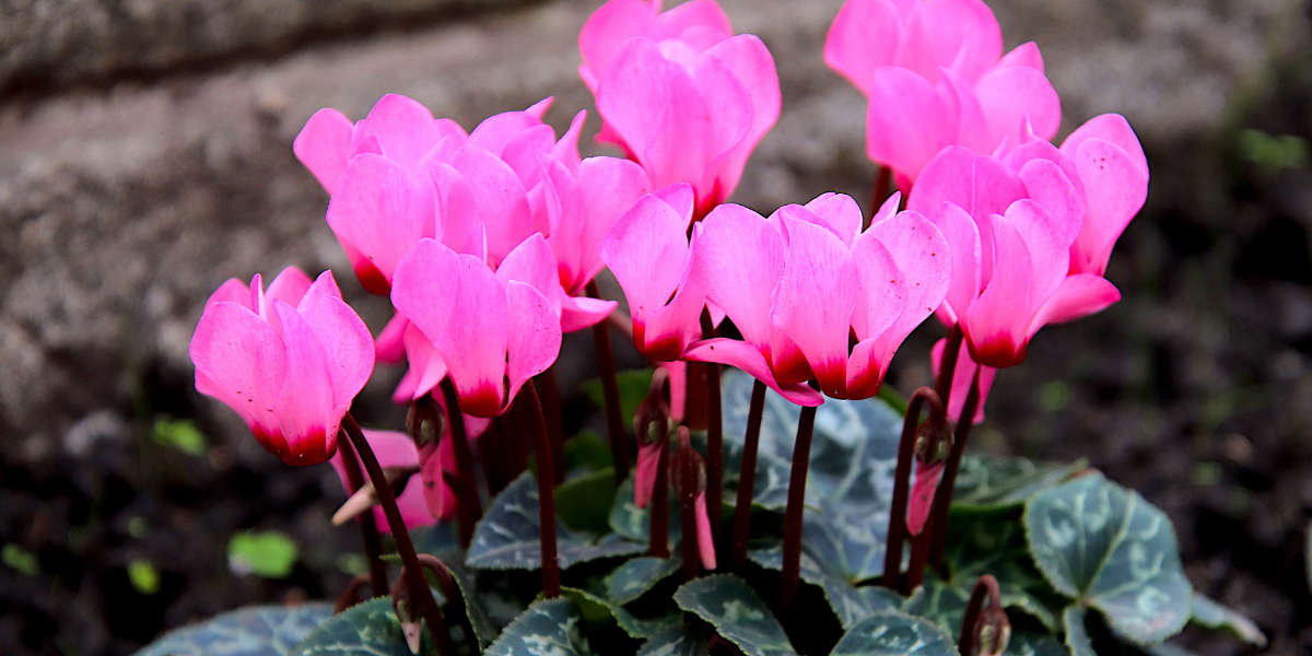 Les mini-cyclamens : de jolies fleurs au coeur de l'hiver !