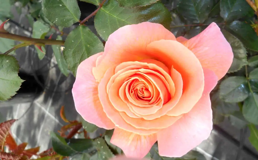 Les rosiers d'Au Panier Fleuri
