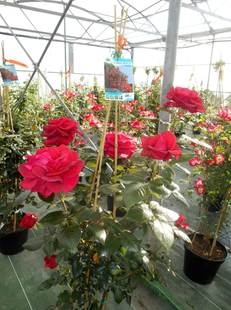 Les rosiers d'Au Panier Fleuri