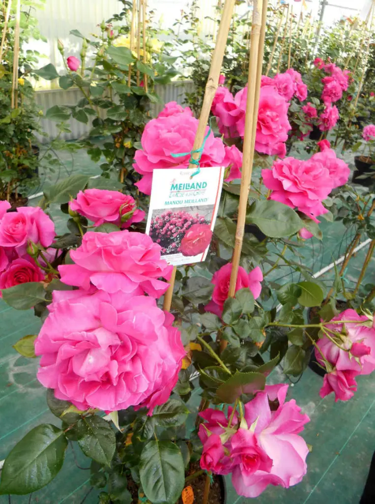 Les rosiers d'Au Panier Fleuri