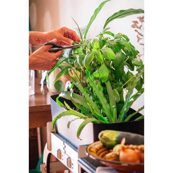 L'aquaponie avec Aqua'pouss mini