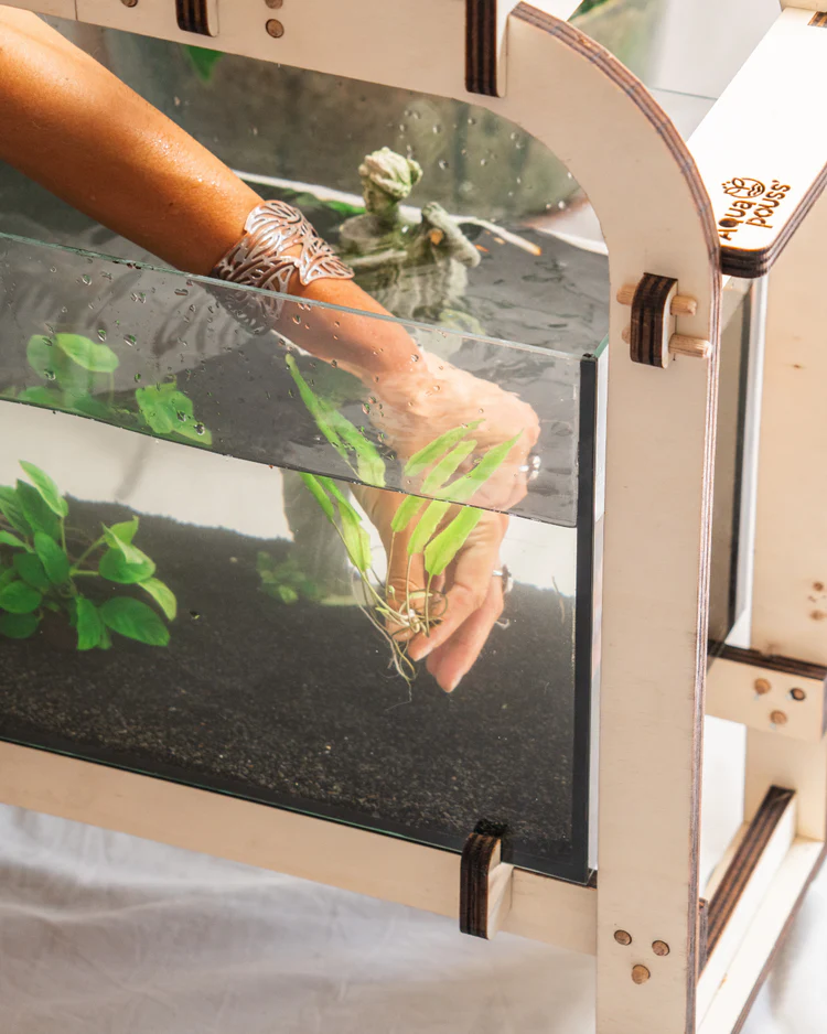 Mise en place des plantes dans le bac de culture Aqua'pouss mini