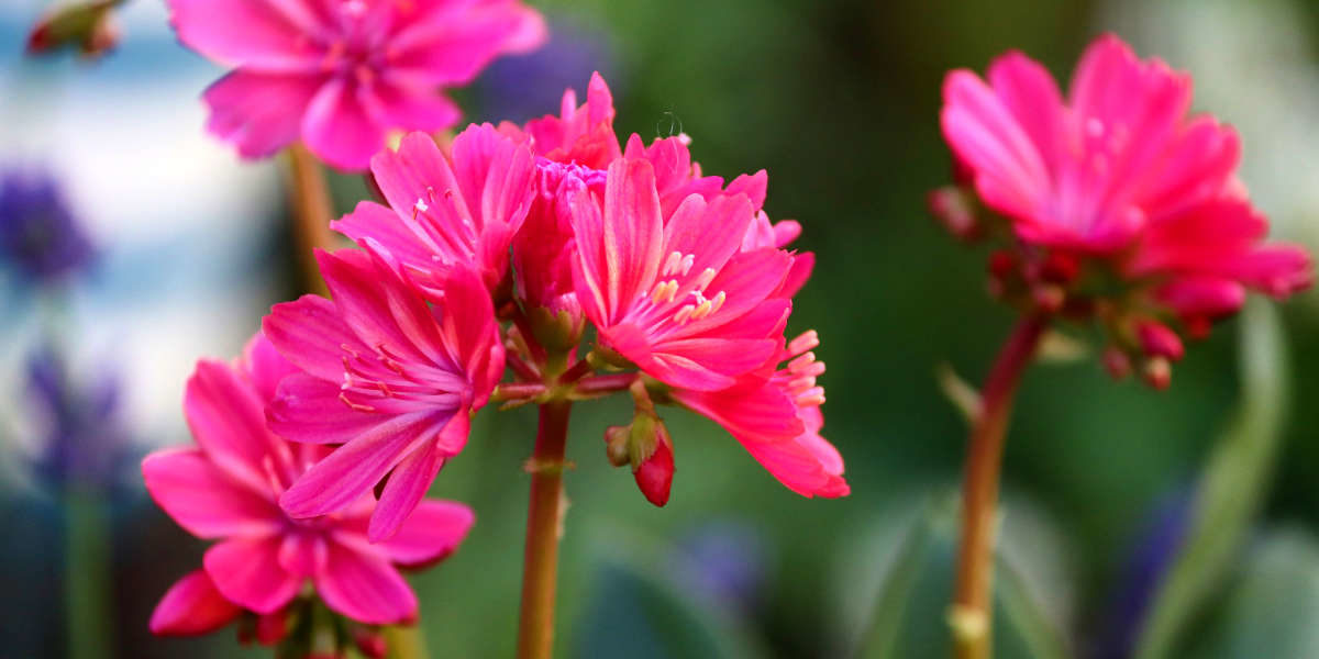 Le lewisia : une succulente à la floraison spectaculaire