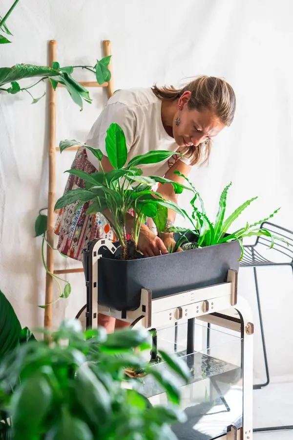 Mise en place des plantes dans le bac de culture Aqua'pouss mini