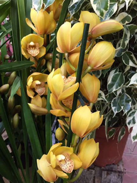 Les orchidées de la jardinerie Une saison au jardin