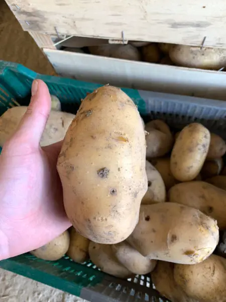 Calibrage et s&eacute;lection des plants de pommes de terre