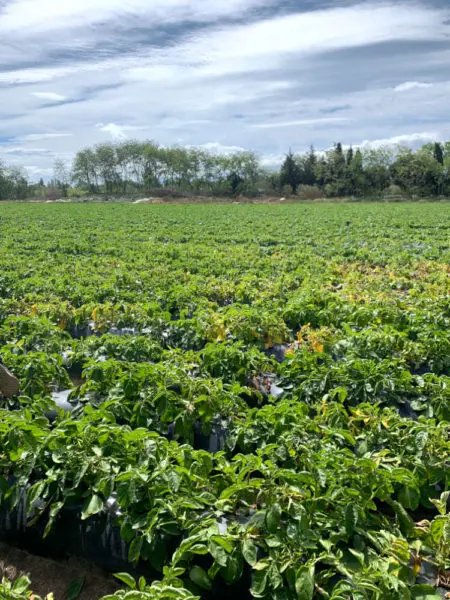 Culture des plants de pommes de terre